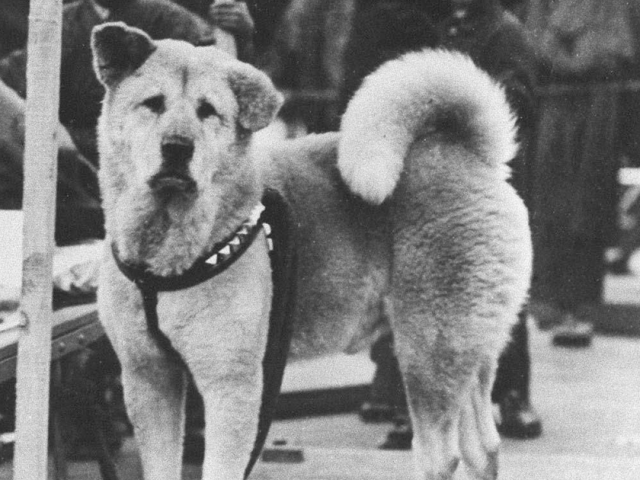 Hachiko, la historia de la gran lealtad de un perro