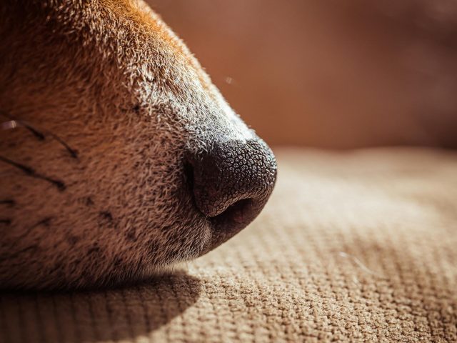 Curiosidades sobre la nariz de tu perro